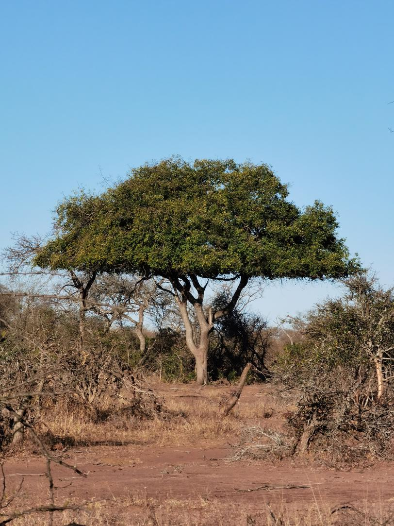 Brown Ivory tree — the symbol of resilience behind Brown Ivory Group